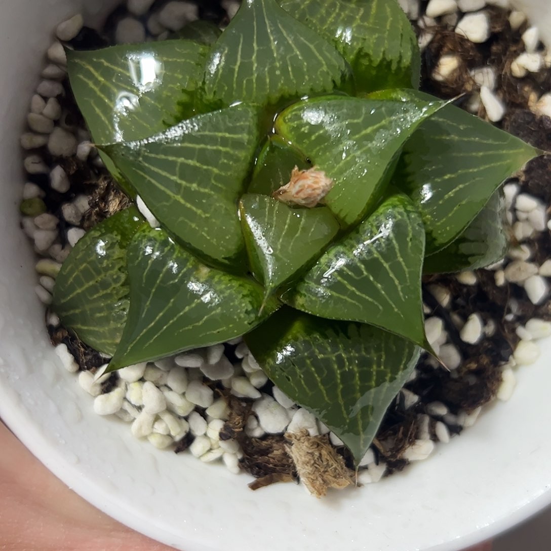 实生芭堤雅十二卷多肉植物满