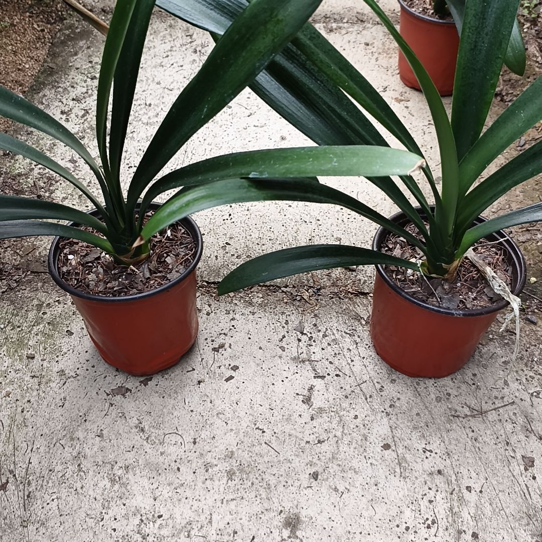 静***好完全开放翠绿苗残叶两棵特惠