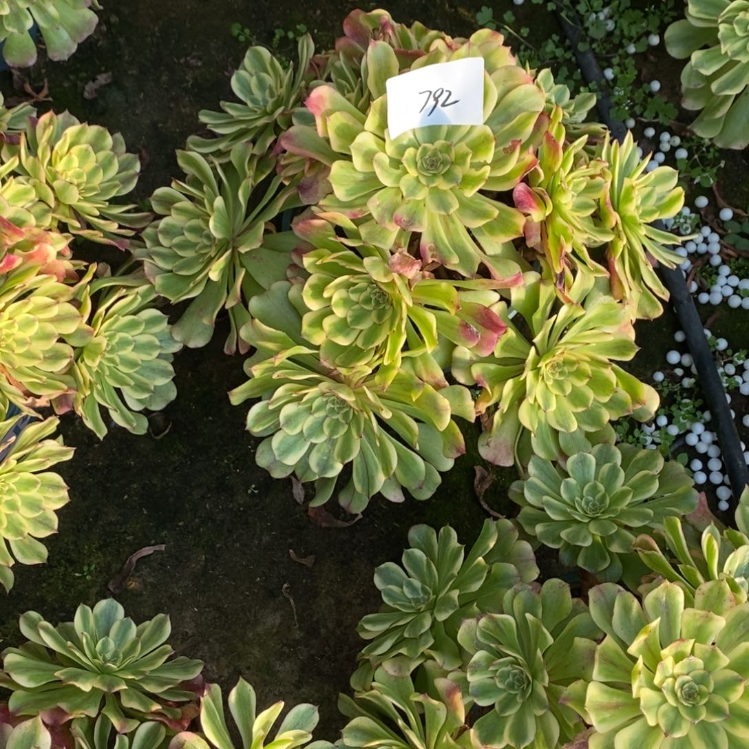 792号沙皇多肉1颗