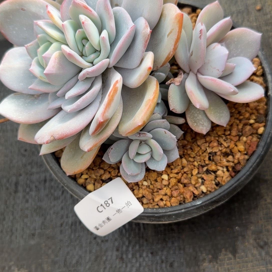 K***lC187奶茶多头     