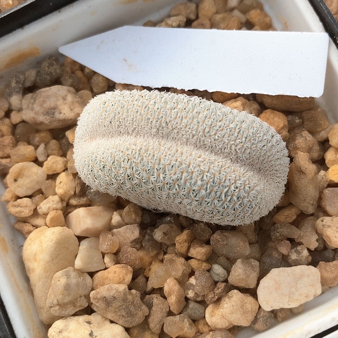 月世界缀化自根3.7公分