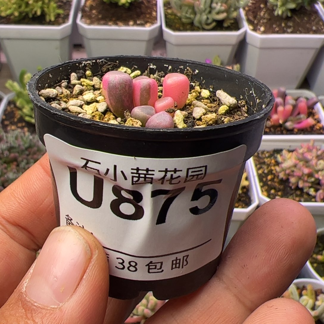 多肉植物五十铃玉锦