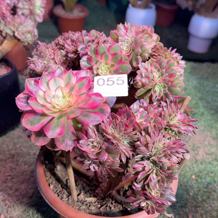 倾城法师锦缀化有伤055