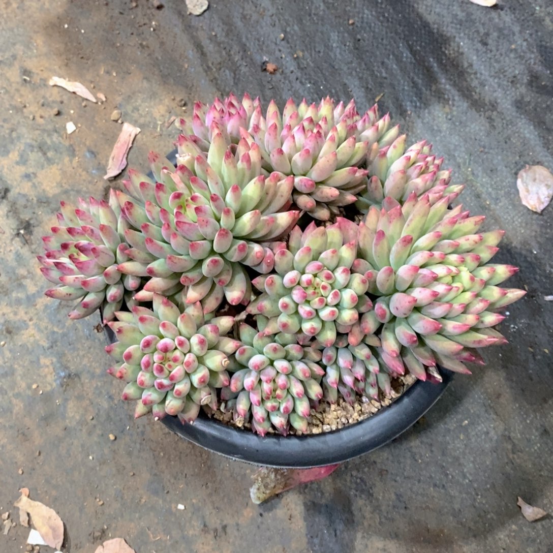 不***弃二代虞美人多肉植物群