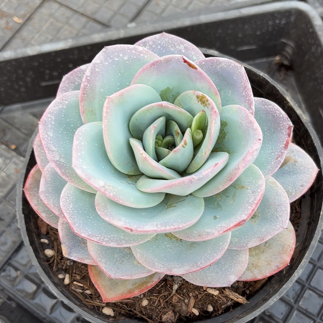 同温层多肉布鲁蓝118