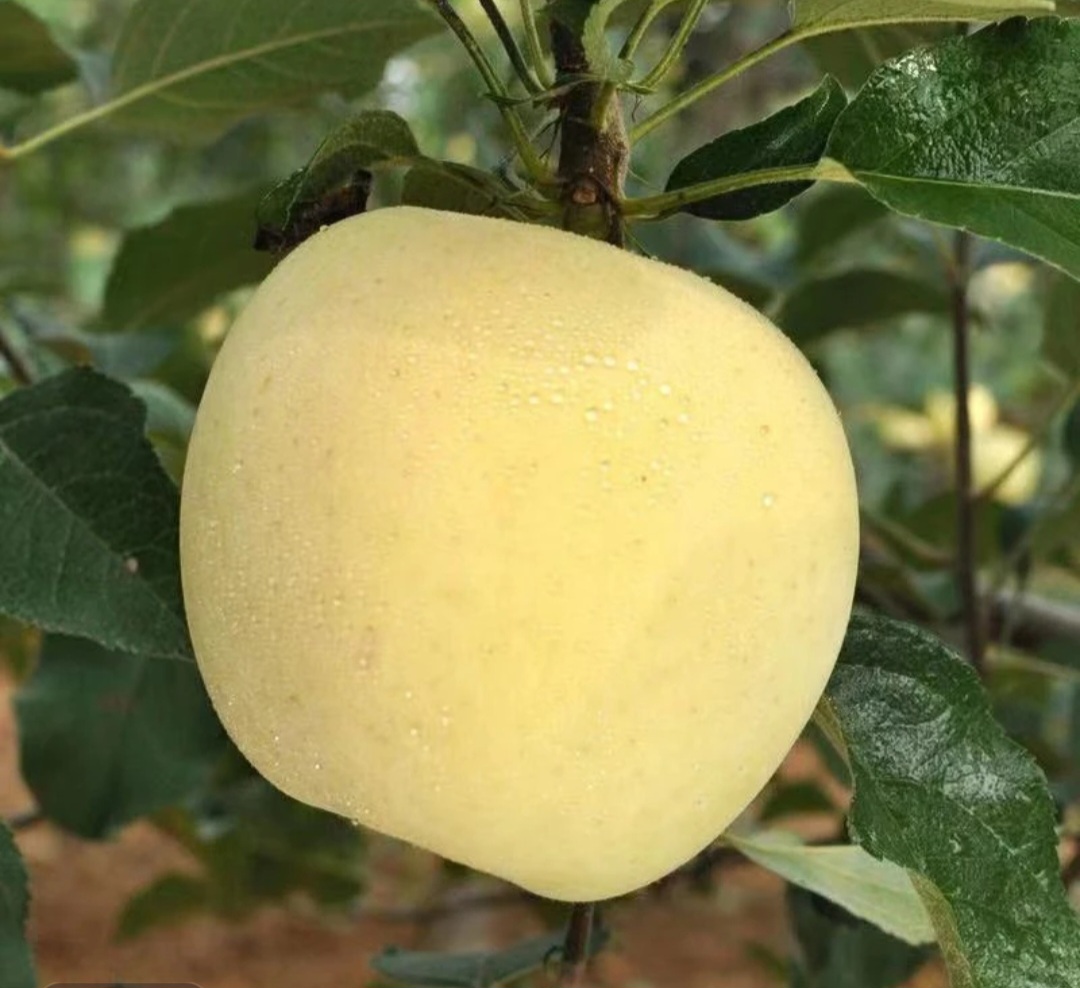 正宗烟台栖霞奶油红富士苹果