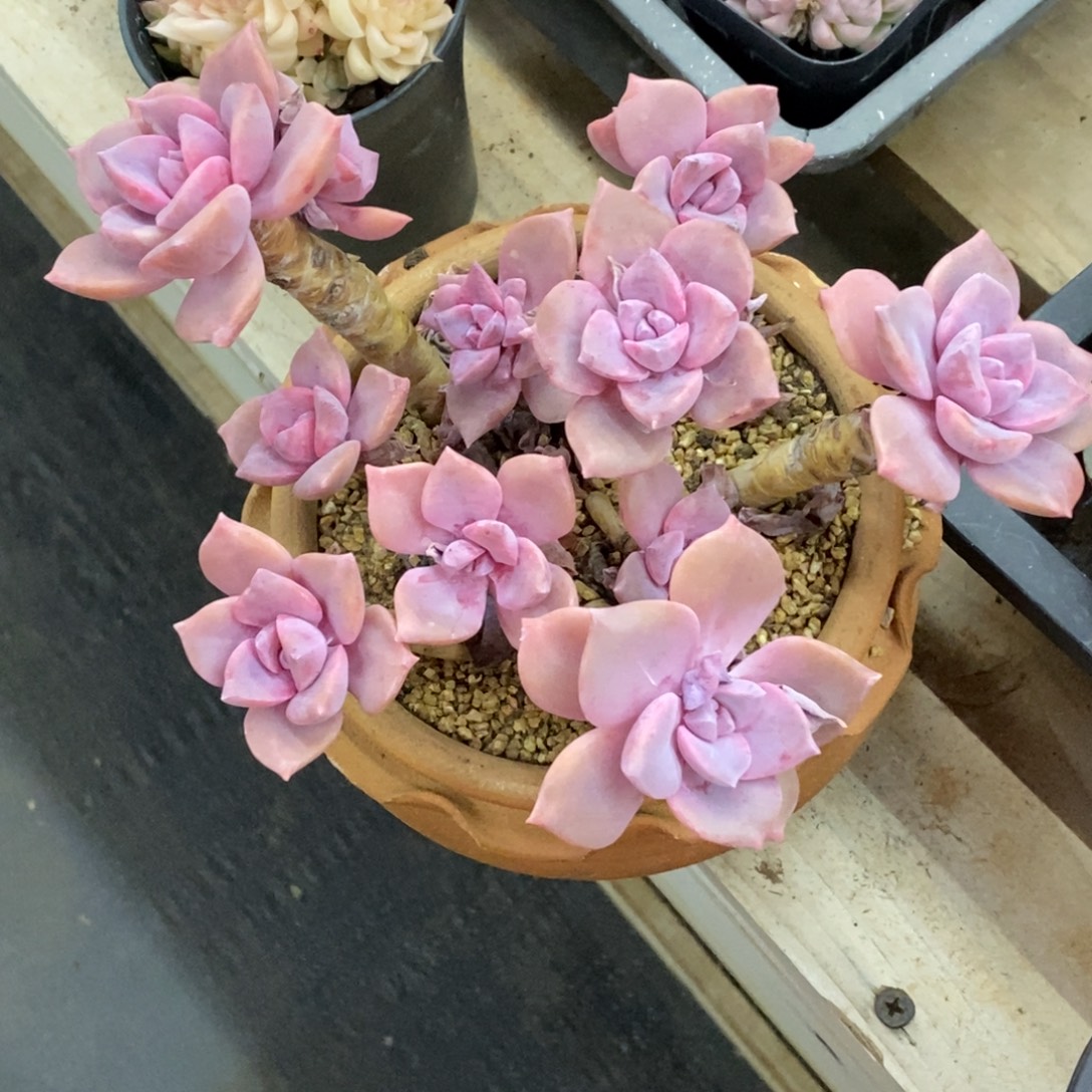 精品多肉一物拍不包整309