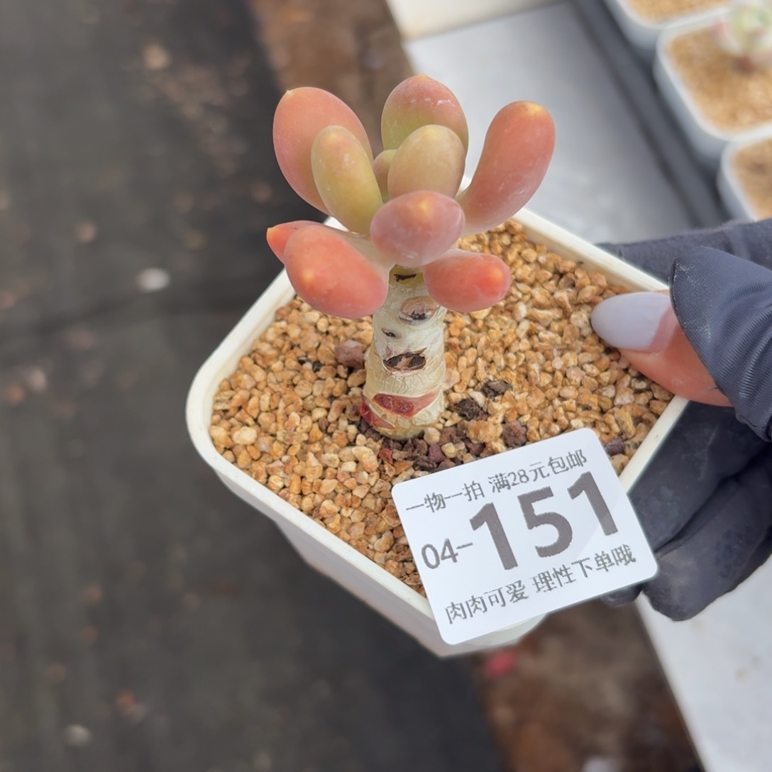 金蝉无盆土发货无盆