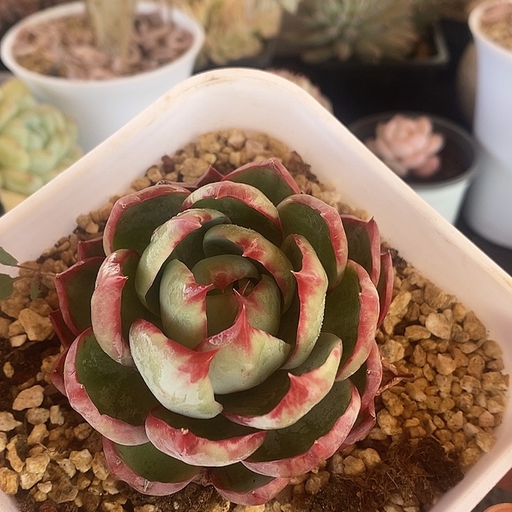春节福利惊鸿仙子321