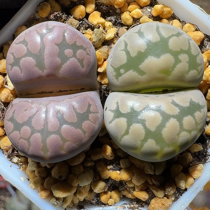 生石花1111111。  285