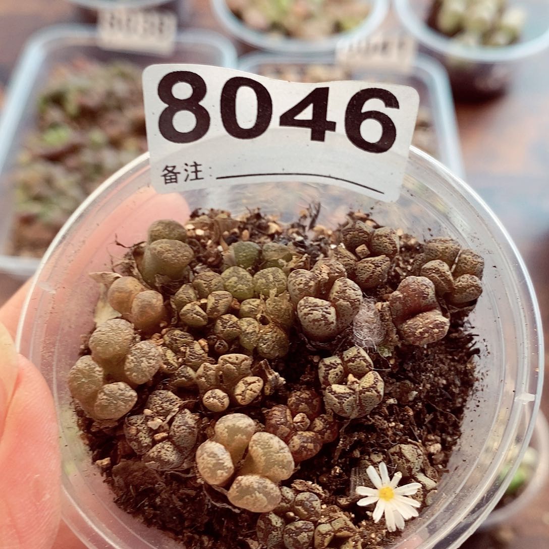 8046勋章啊快快乐乐