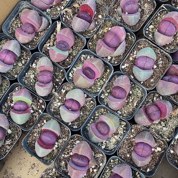 大紫元宝带盆土发货