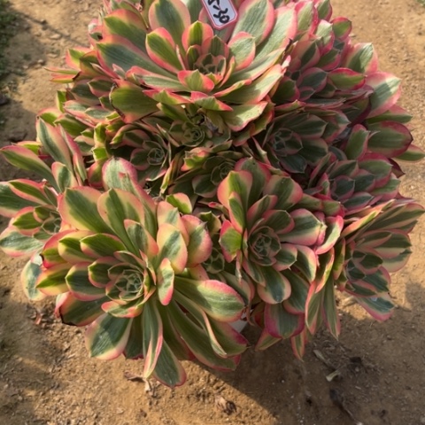 5-30女妖多肉植物