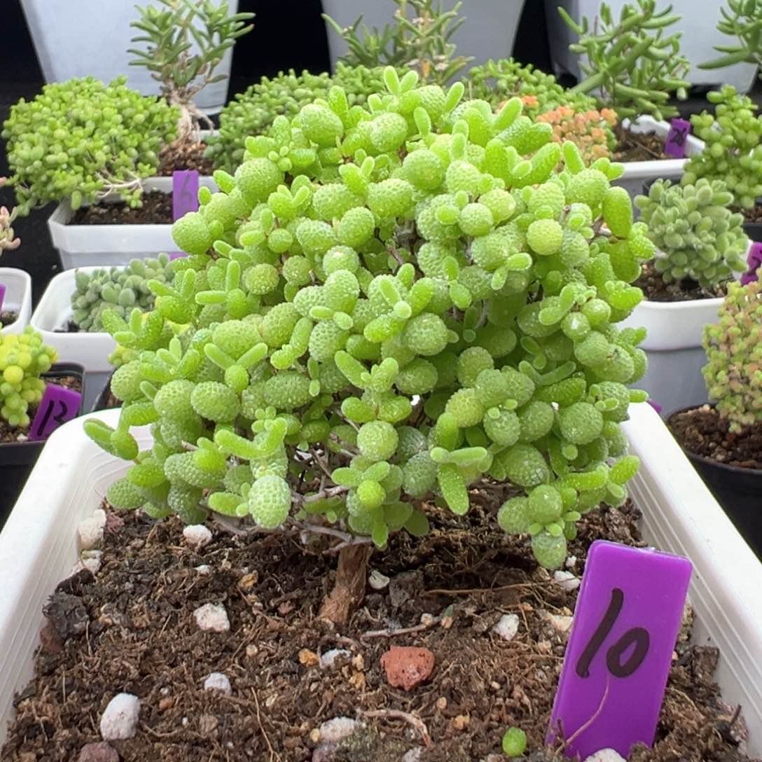 10号蜜橘糖球一物一拍