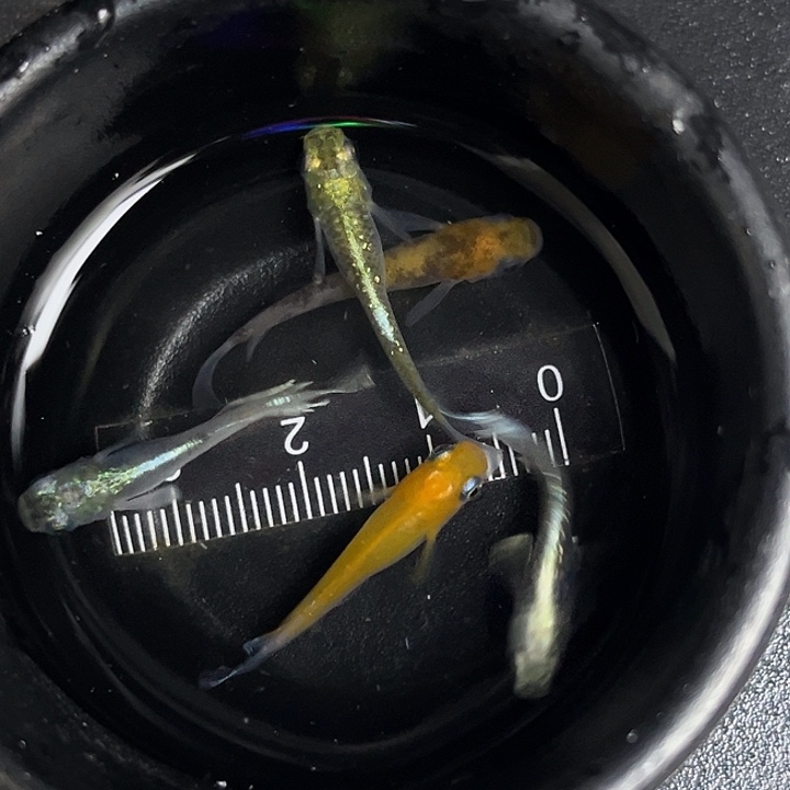 青鳉鱼青鳉混搭2号