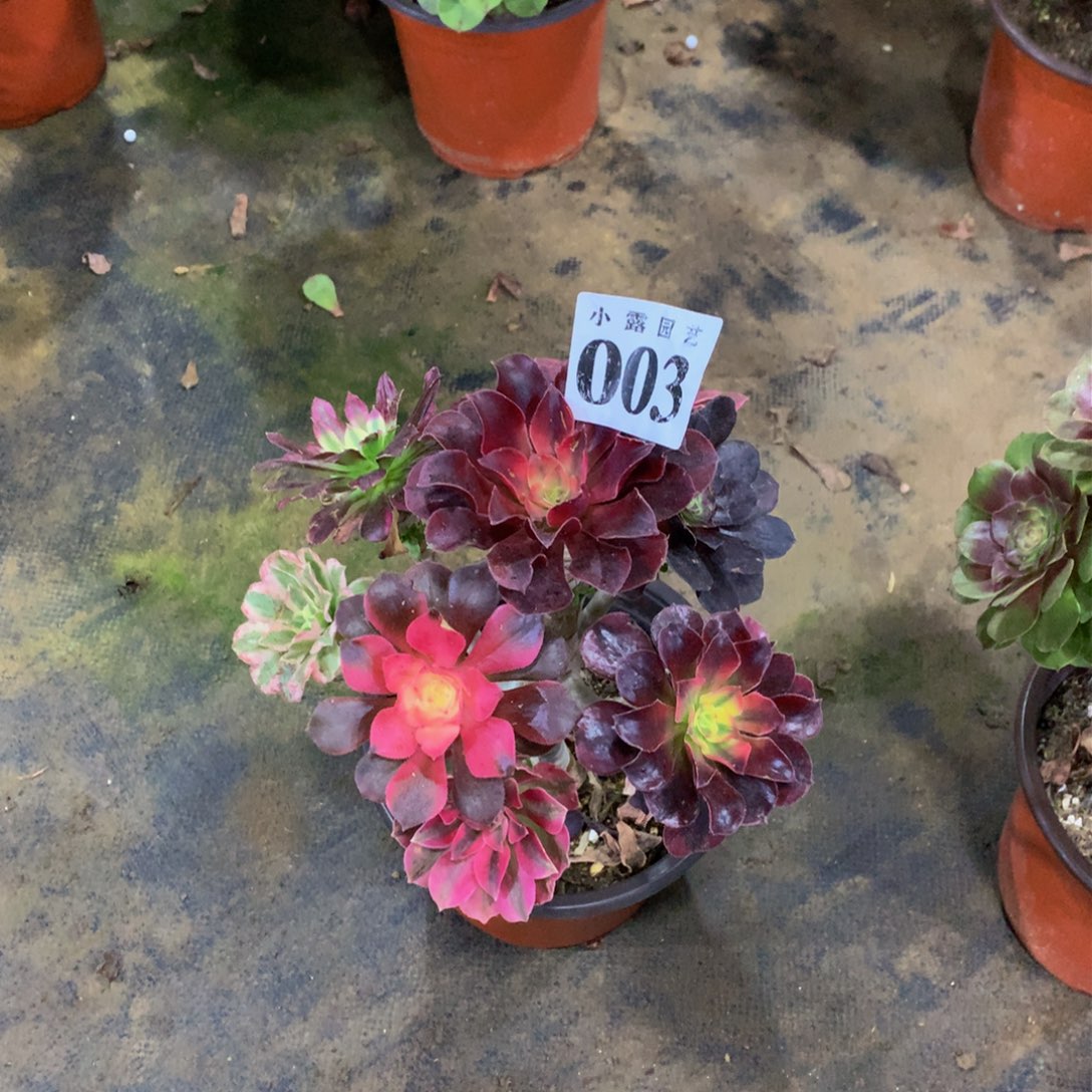 农*工多肉植物003嫁接888888