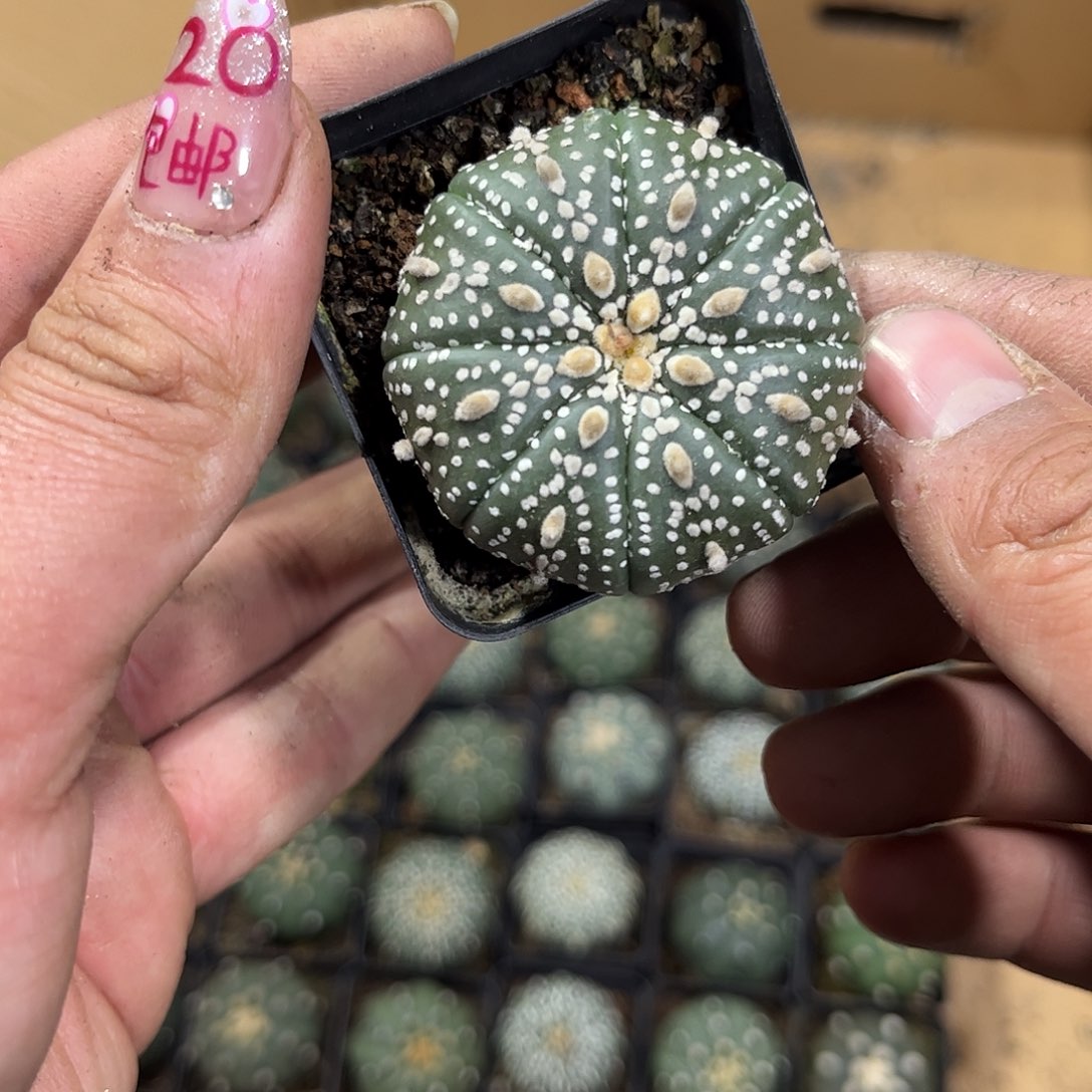 洛*26160一物一拍单头发货