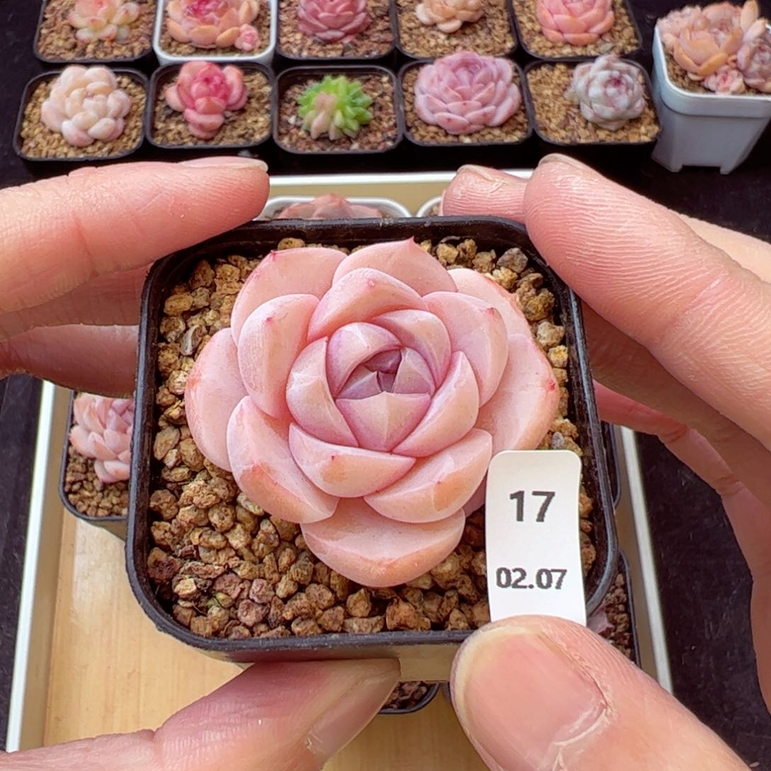 好看没名字17、哈哈