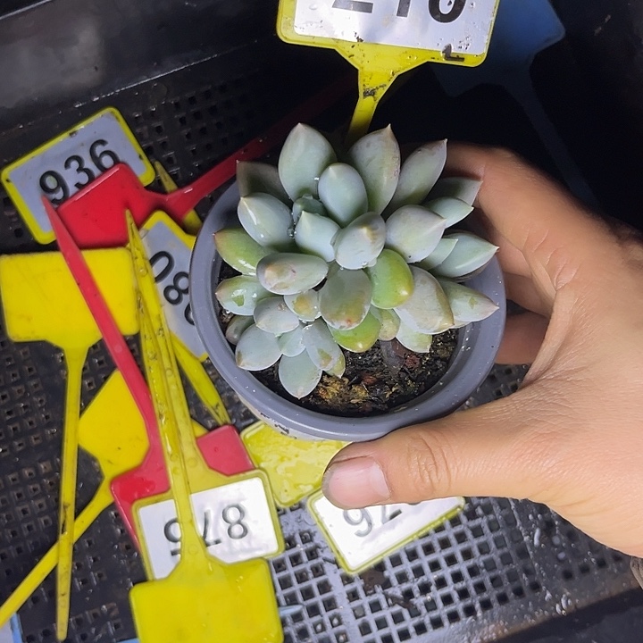 多肉植物胖体哥特210