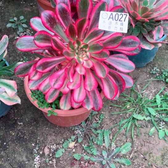 多肉植物香乃尔027