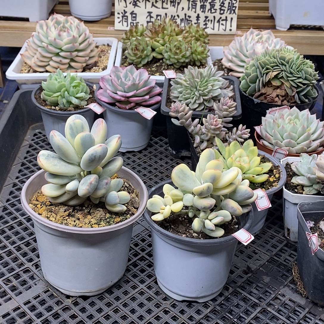 ?*心0210 乒乓福娘锦自然群两颗 需延时发货