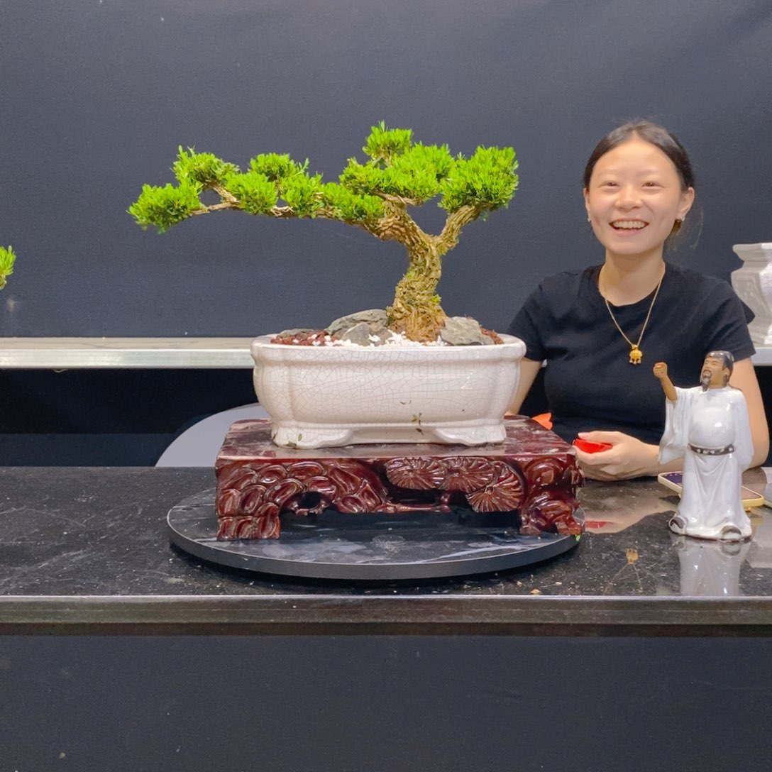 无花朵黄杨盆景园林