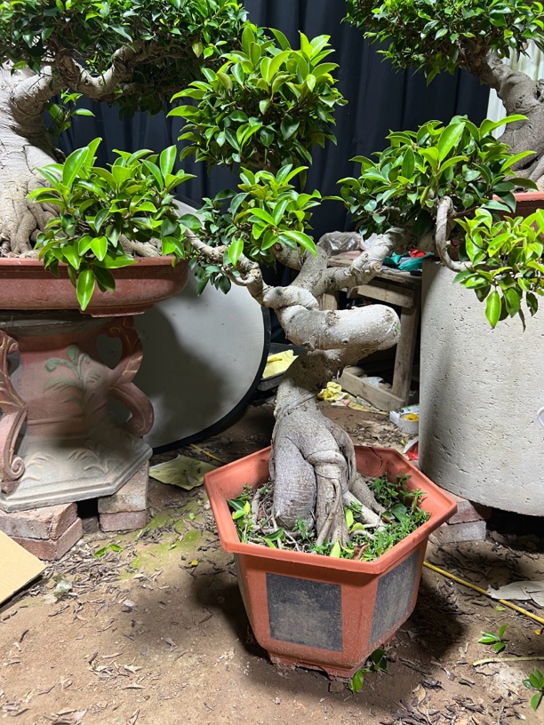 原生桩白皮榕造型盆景，四季常绿好养易活，室内室外都可摆放盆栽