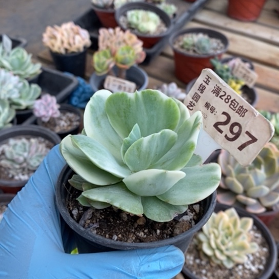 297一一一一一一一一一