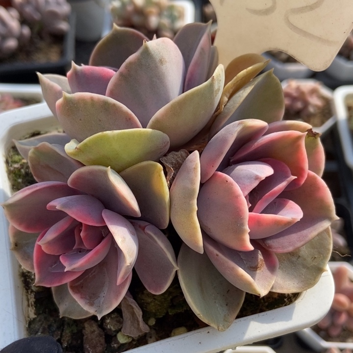 952彩虹多肉植物保护