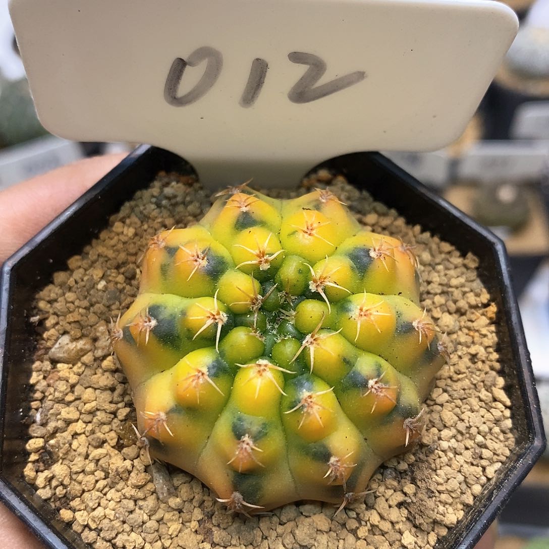 开播时间特价来了来