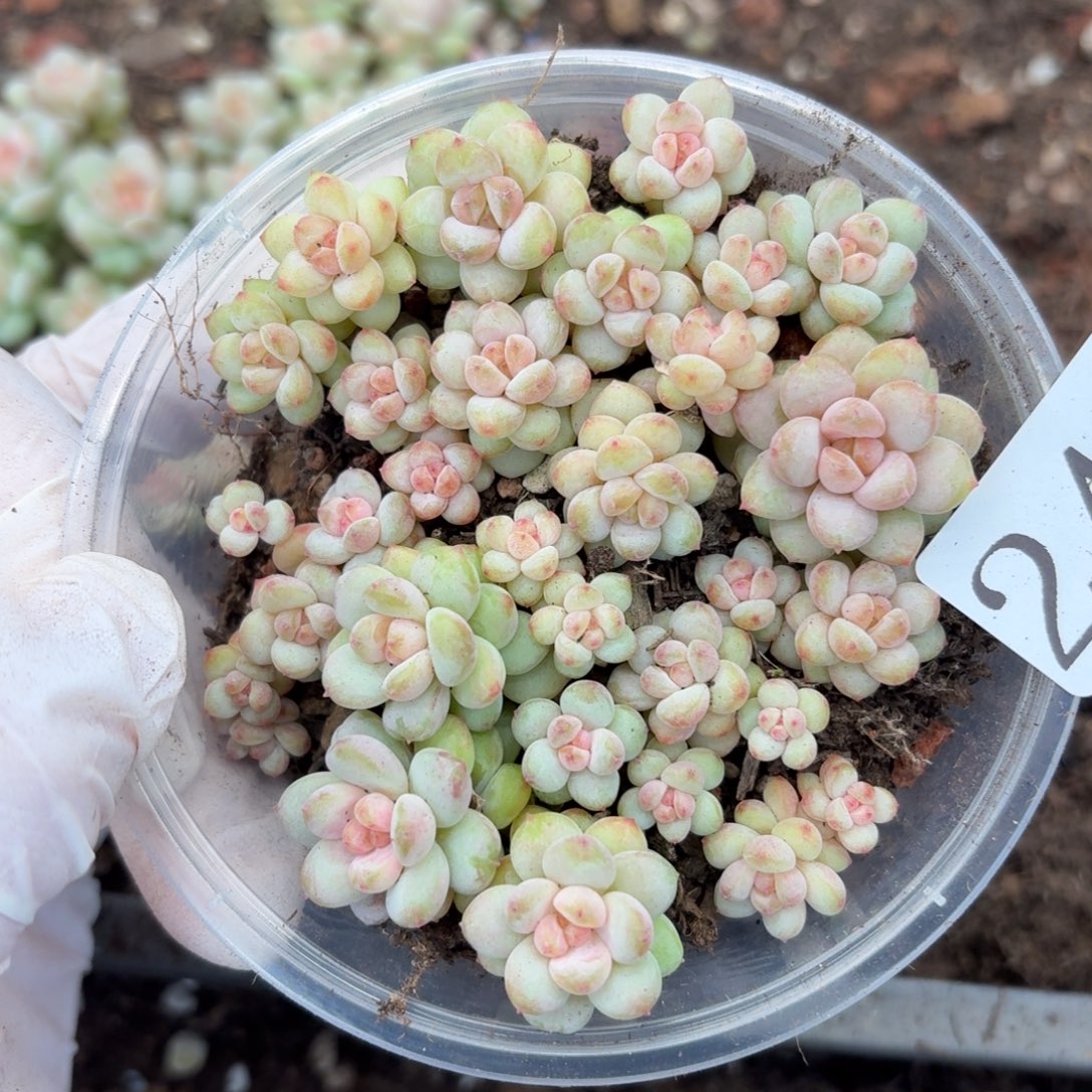 多肉植物多肉植物24