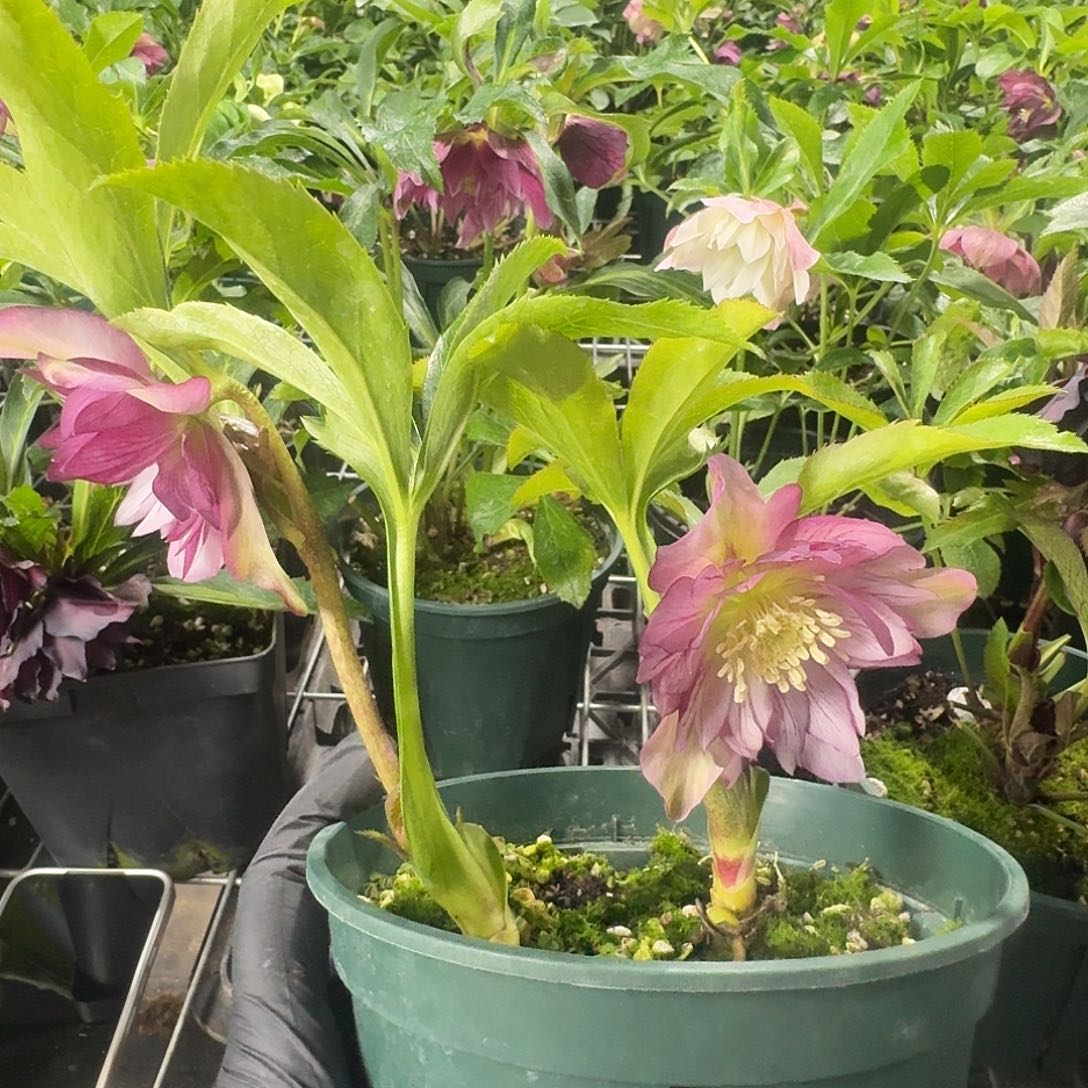 桃***、少量花朵（建议范围：2朵-5朵 或40%以下）9183