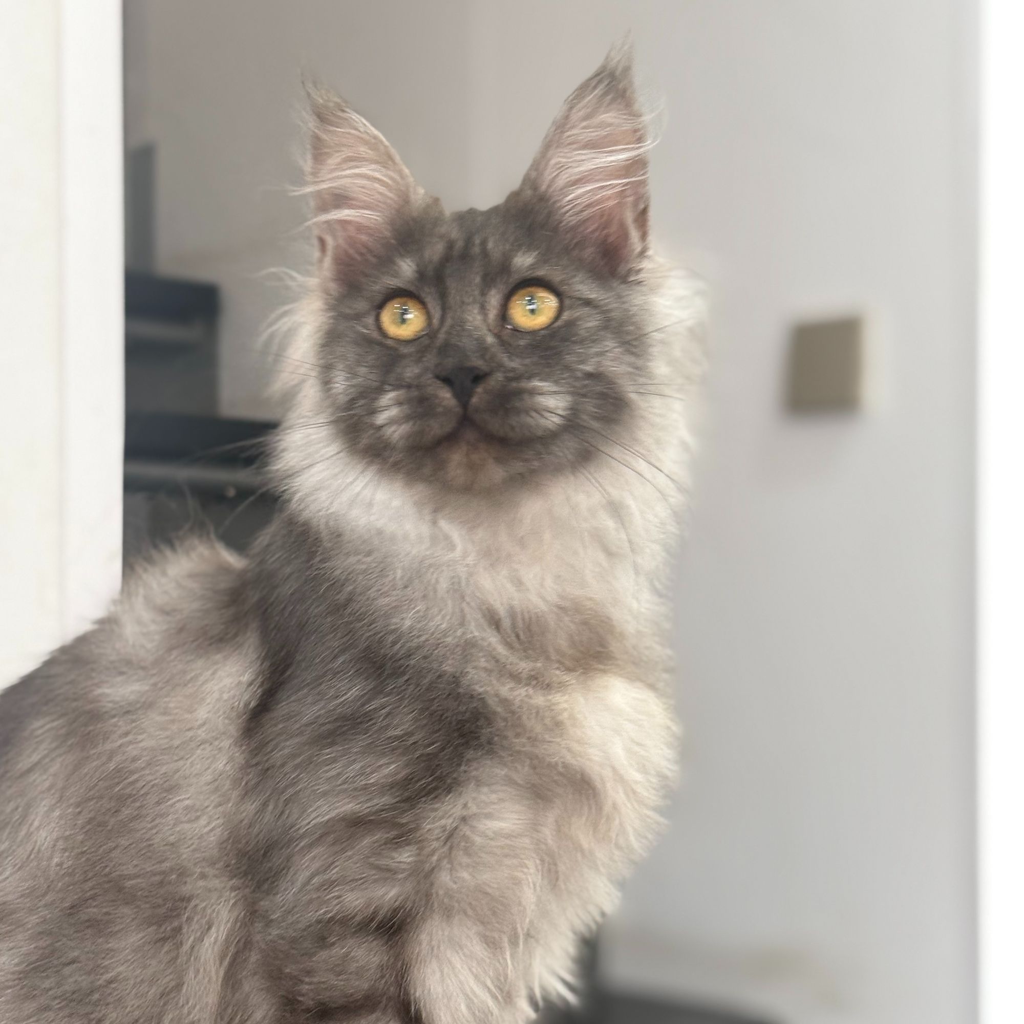 来了姊妹-烟灰缅因猫 妹妹 015