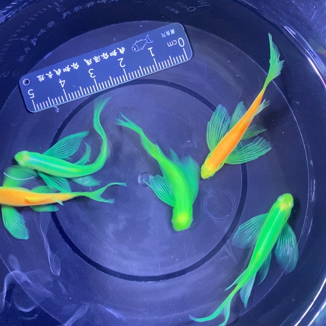 斑马鱼蝶翼斑马3.5-4厘米5条