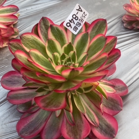 846倾城满25包邮多肉