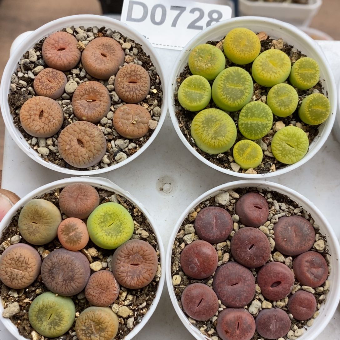 0728号 四盆带盆发货