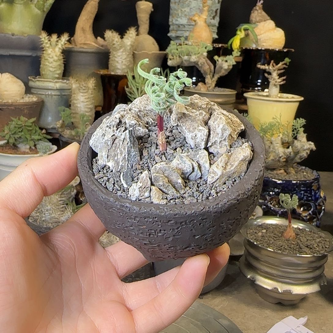 一物一拍弹簧草gl188