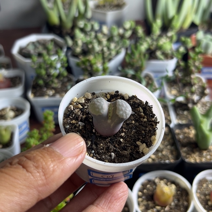 509 磁铁风铃多肉植物