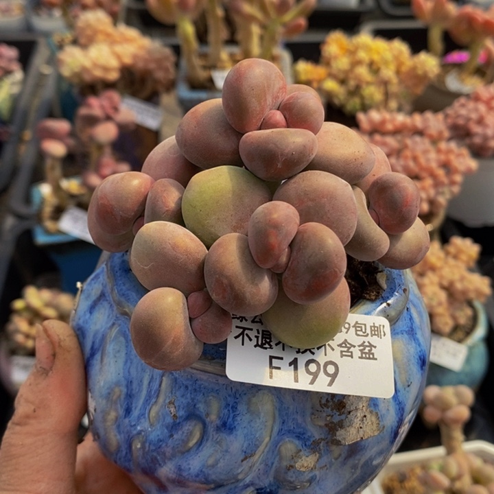 芒果奶kk奶8cm199多肉植物