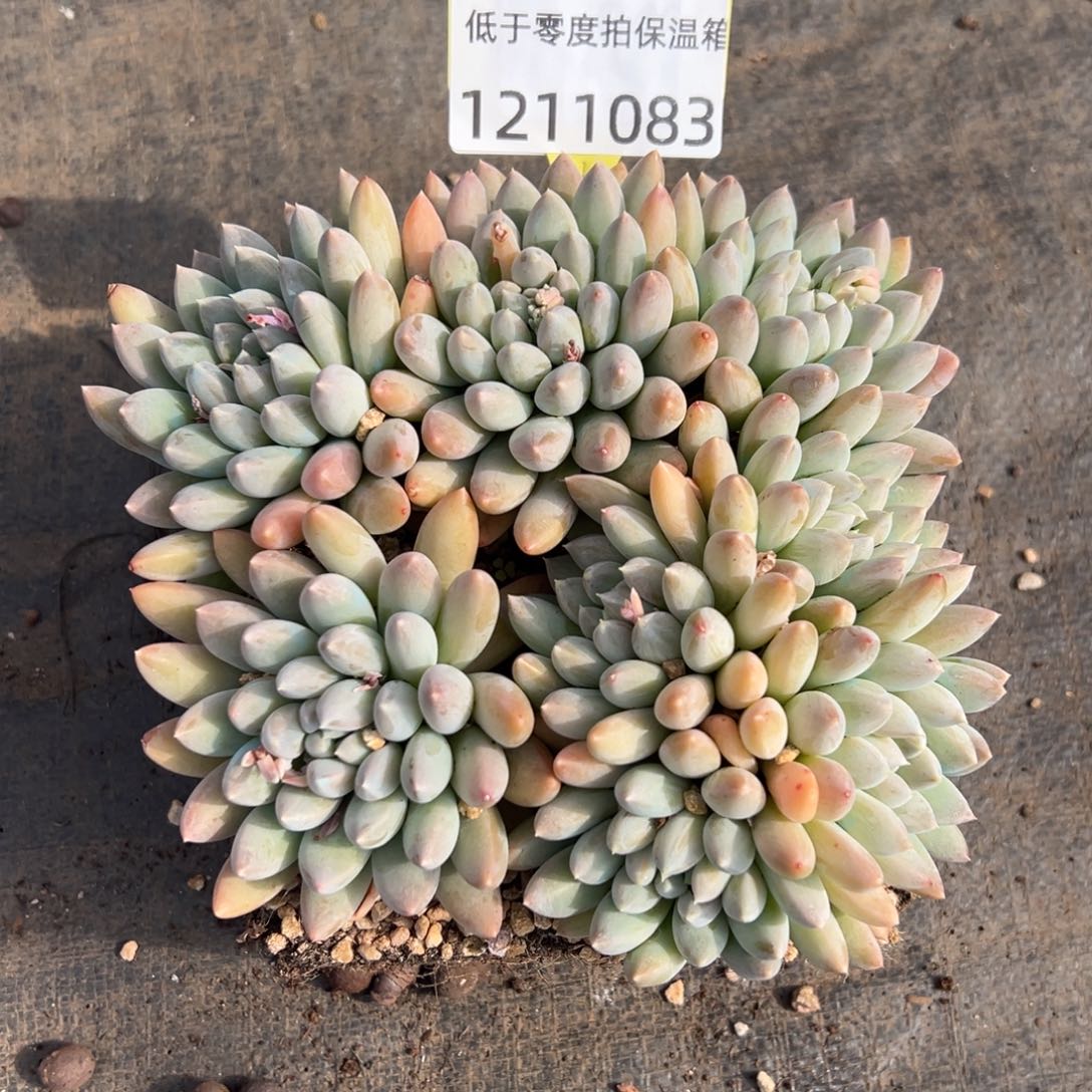 1211083 大叶奶糖群生无砍