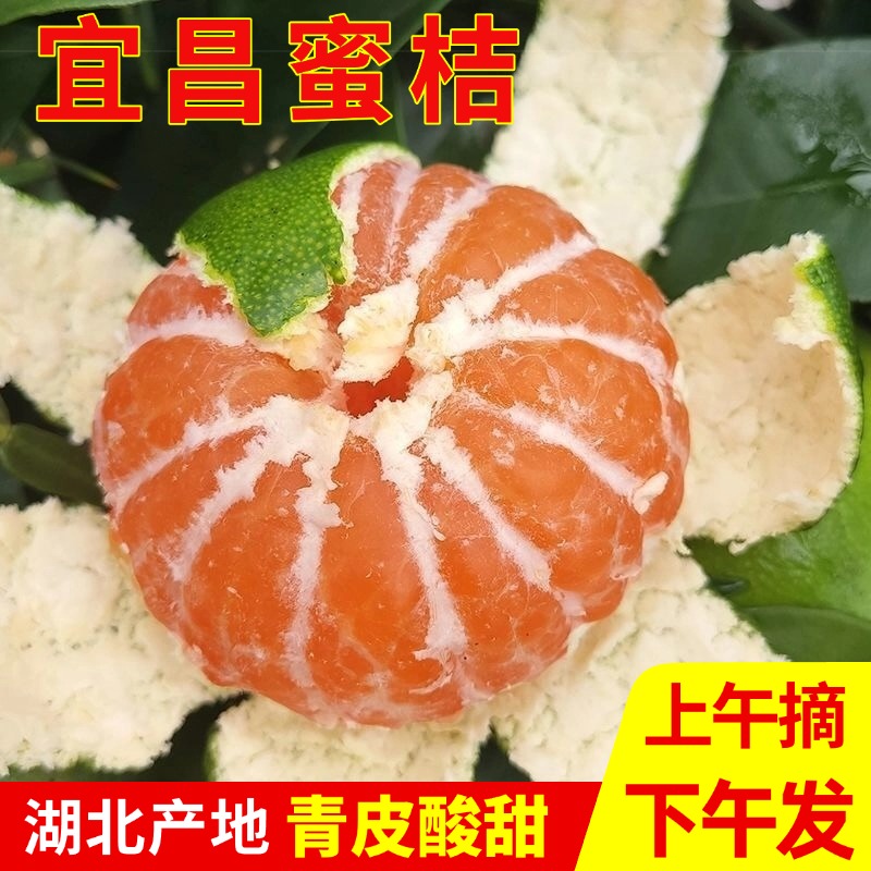 宜昌新鲜蜜桔青皮特早蜜橘薄皮酸甜多汁当季桔子无籽孕妇应季水果