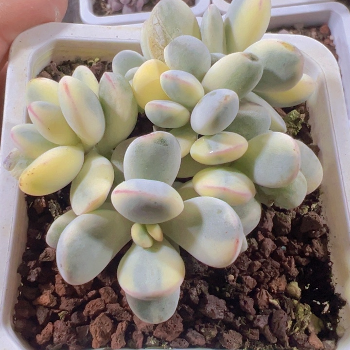 乒乓福娘锦精品多肉植物