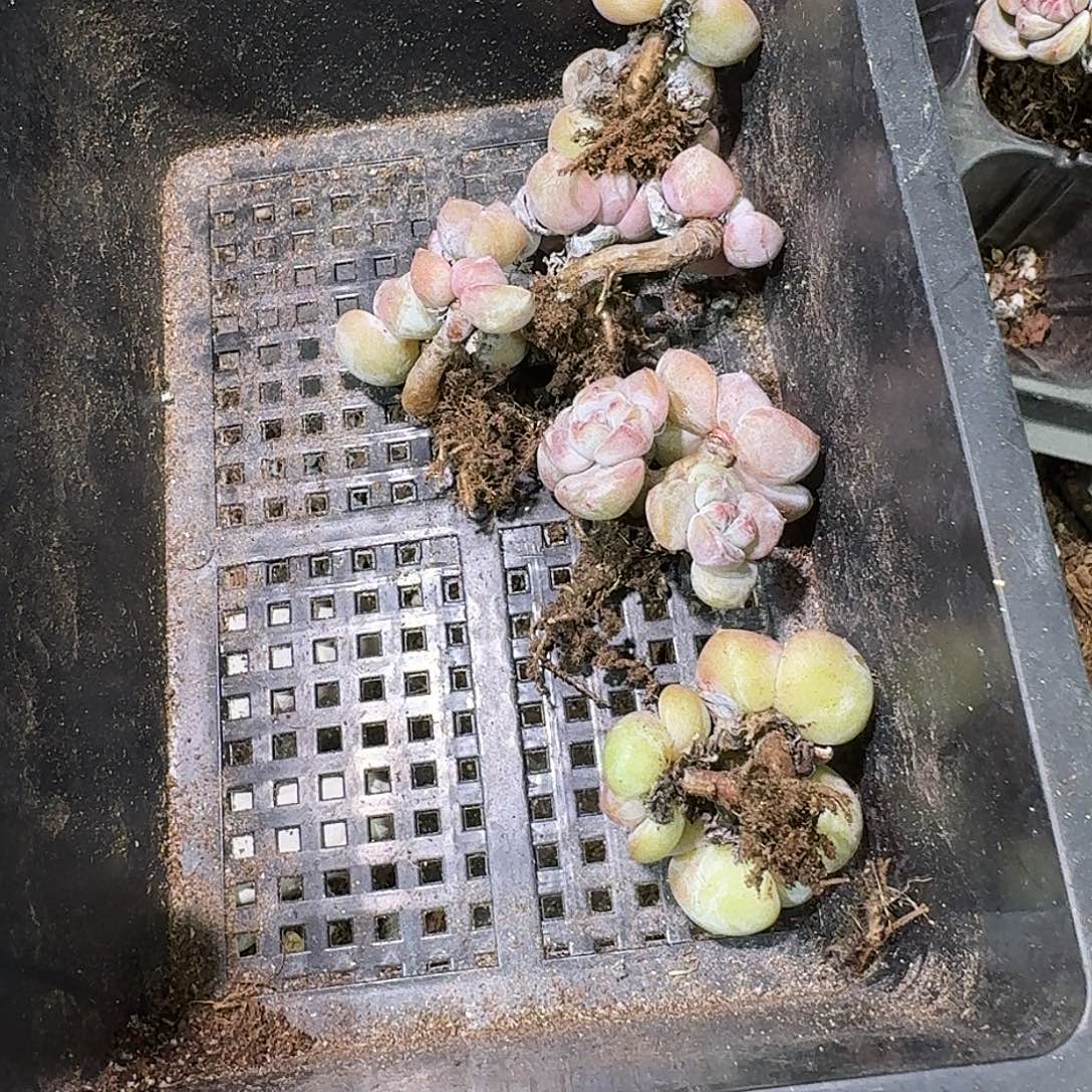 小****294 号到手1框～一物一拍