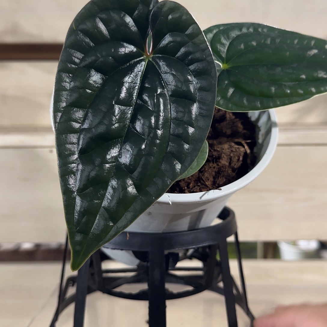 无花朵奢华花烛奢华