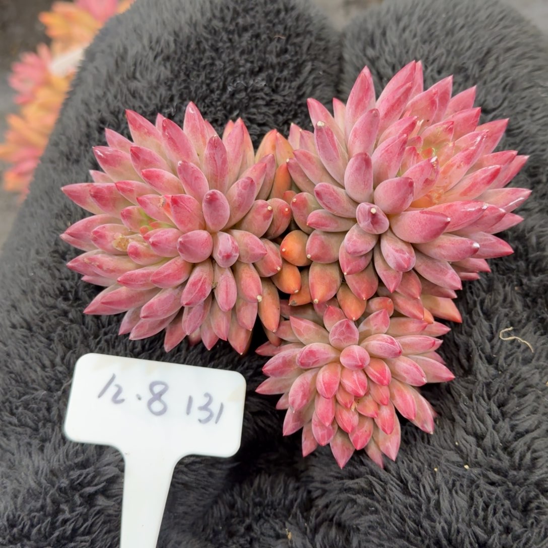 一物一拍红体鱼131