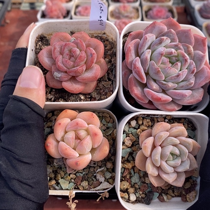 1130-505，4个组合