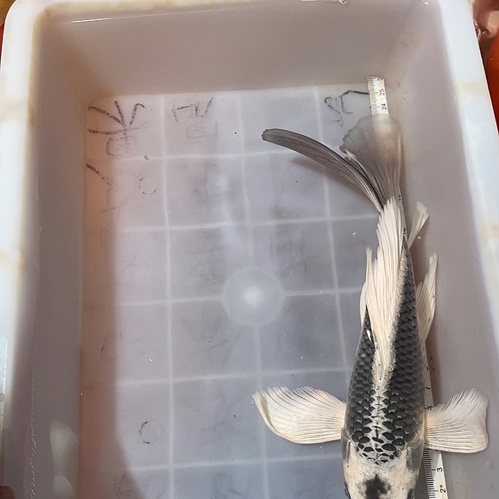 蝴蝶鲤鱼渔场直发69