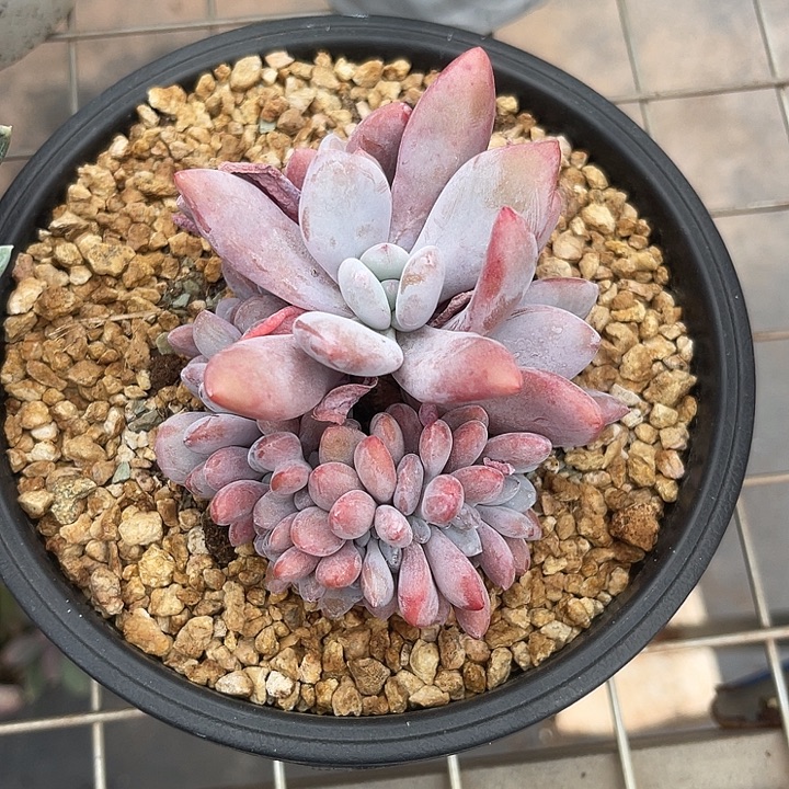 两单包邮，一物一拍粉兔缀