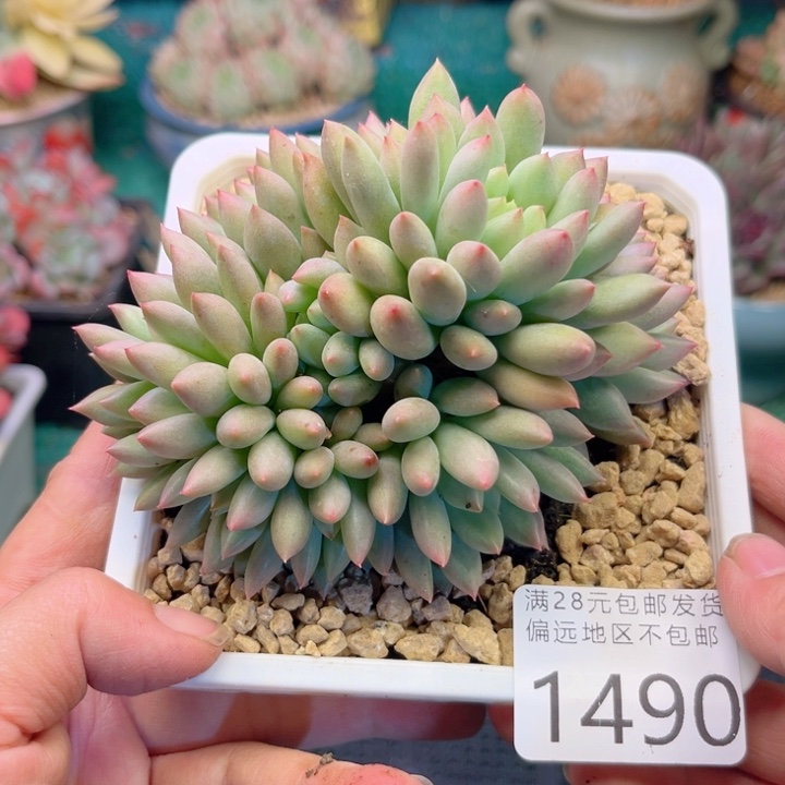 大1490；gzczcvbbbbh