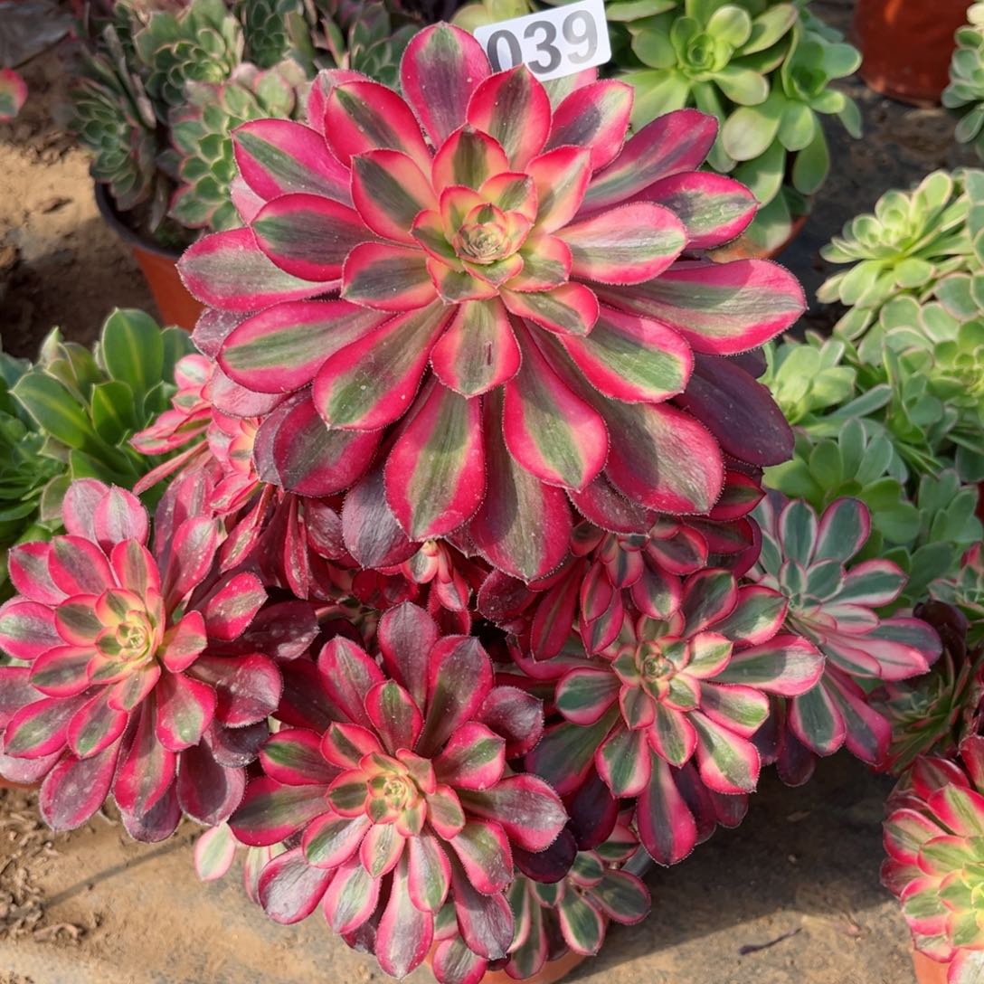 039丽娜法师优选多肉